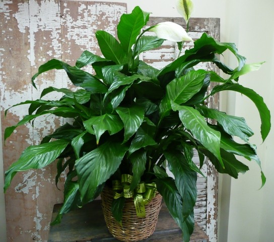 I Have Green Thumb&nbsp;Envy