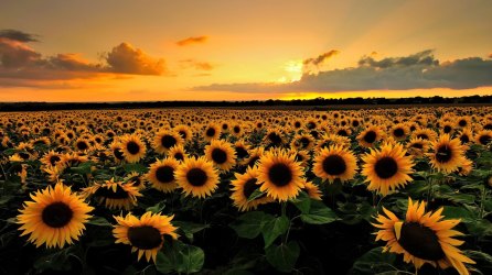 sunflowers 2
