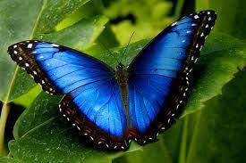 butterfly pic