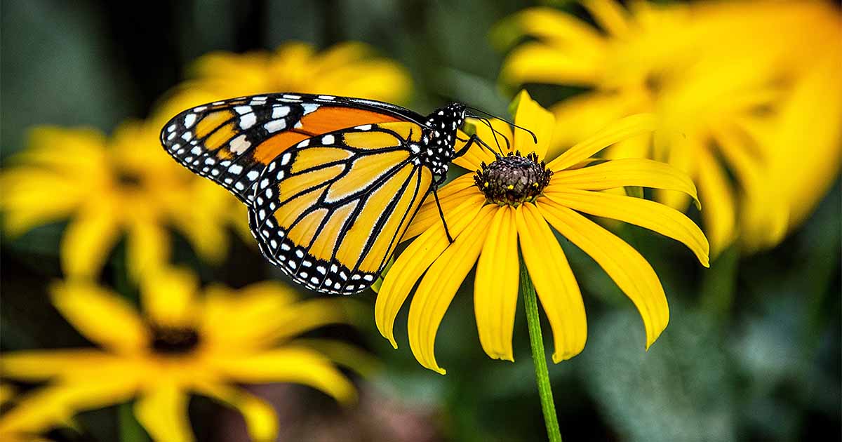 Butterfly on a daisy