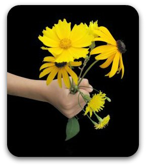 My Hope is Built: Daisies (Part Three)