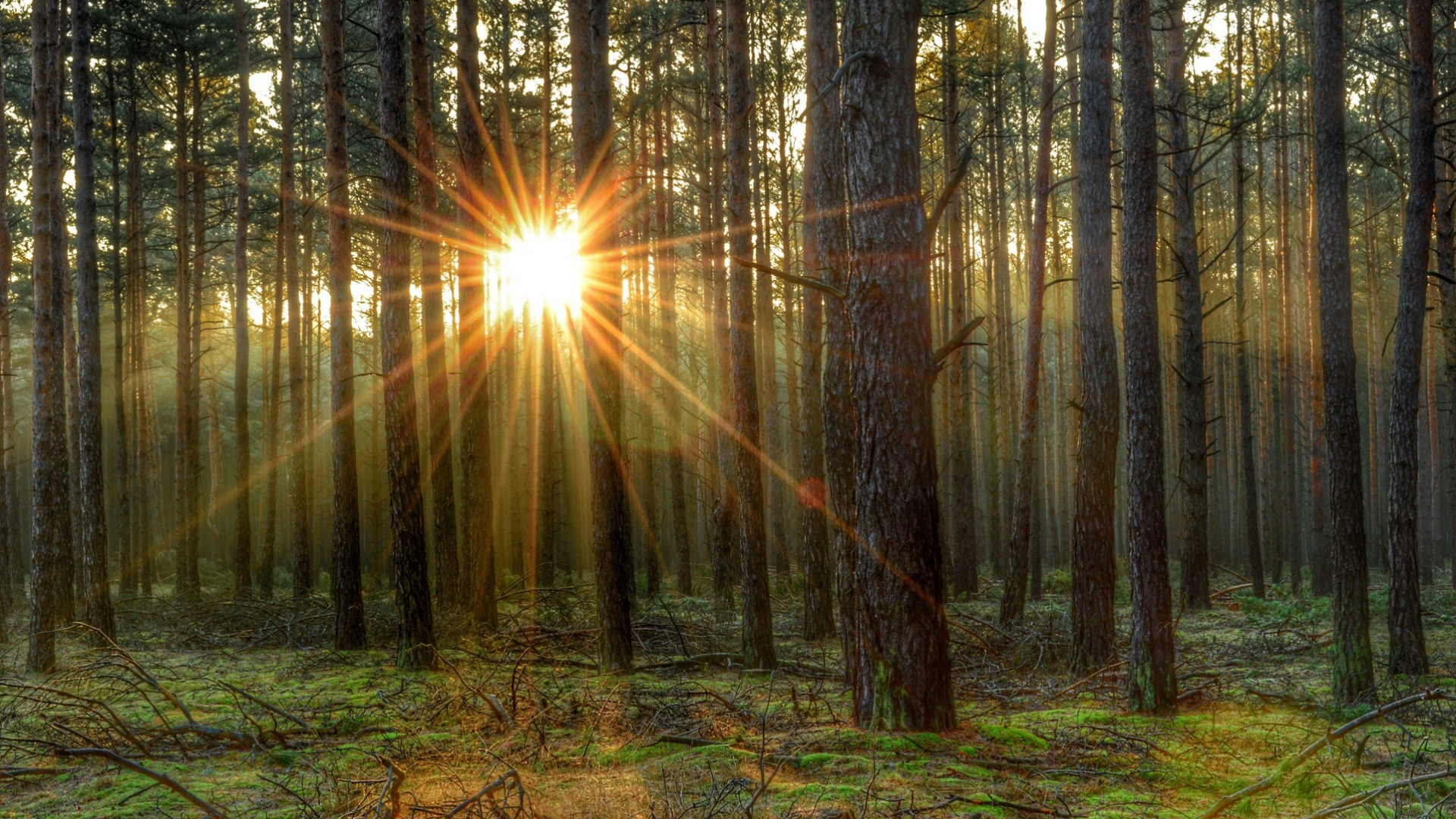 morning-sun-tree-forest-utro